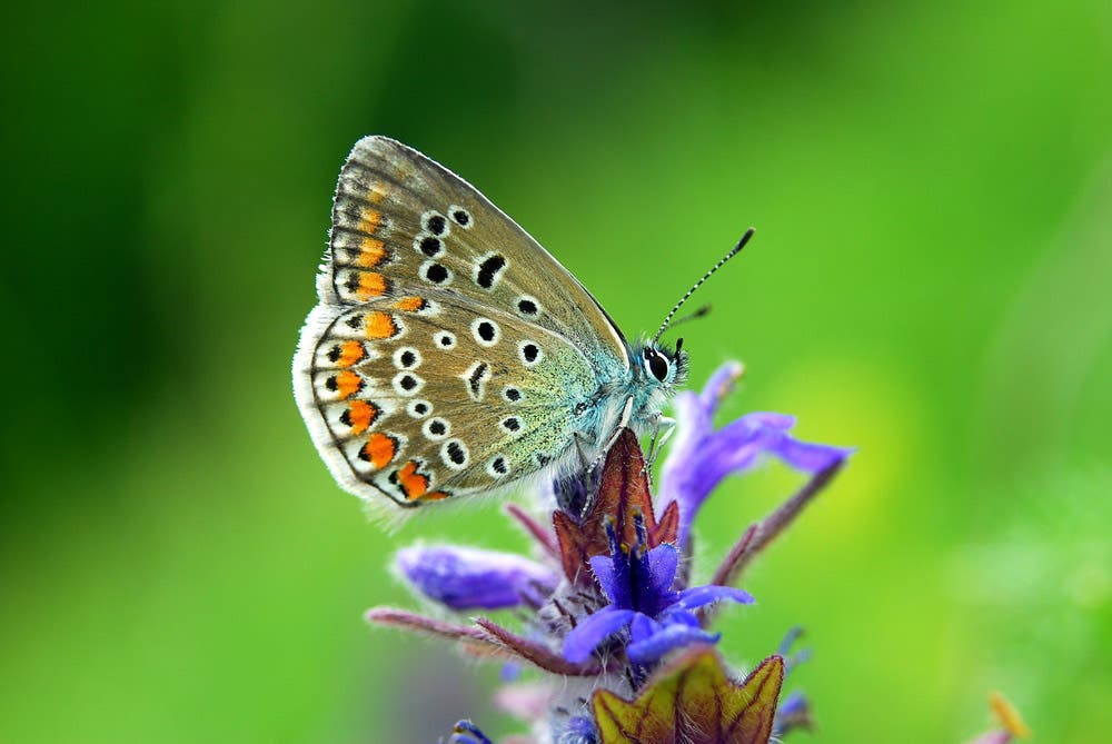 Colorful macro shot of butterfly on flower