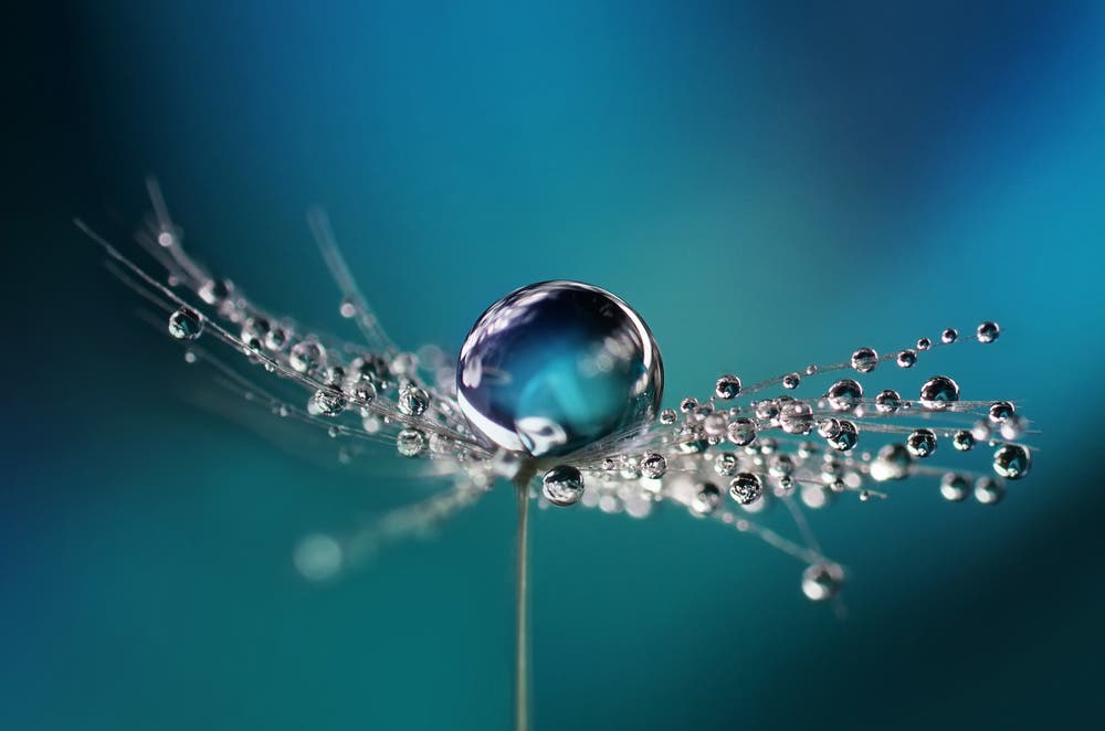 Macro shot of raindrops on flower