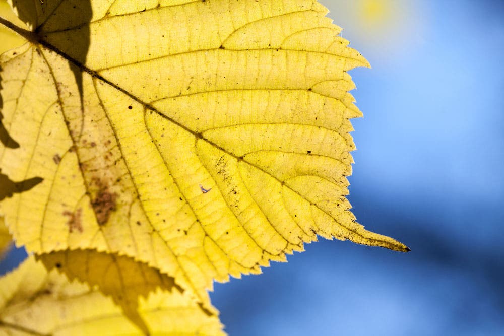Yellow leaf against a dark blue sky background bokeh