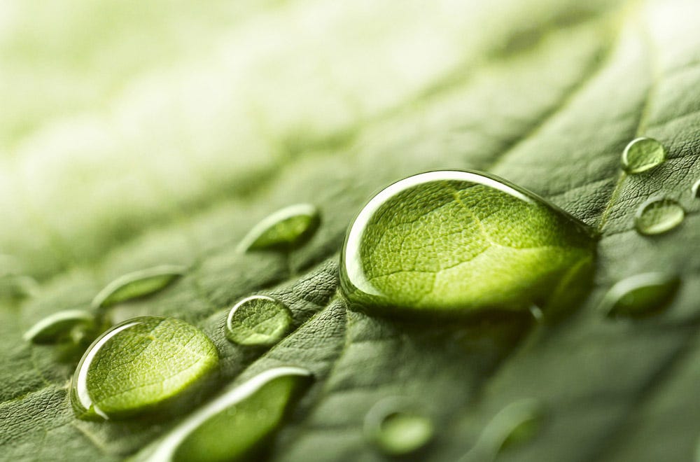 Macro close up shot of raindrops on leaf