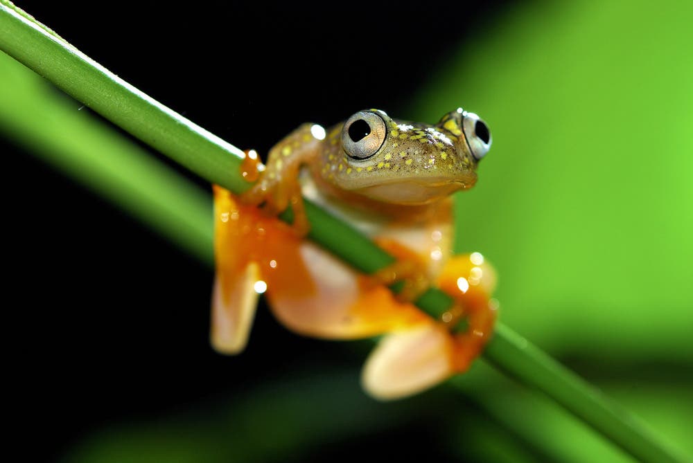 Close up shot of small frog on plant