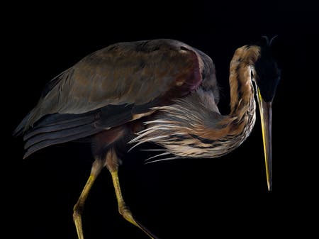 bird medium format photography