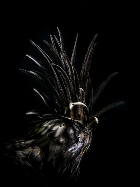bird medium format photography