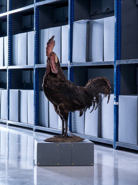 rooster statue medium format photography