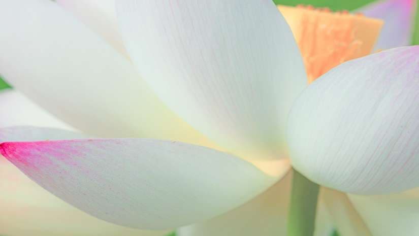 close up of flower using screw on filter