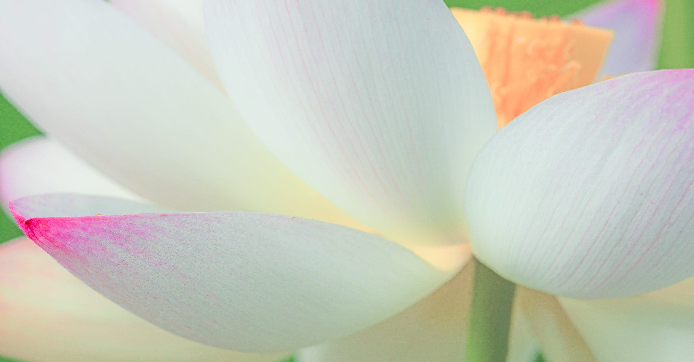 close up of flower using screw on filter