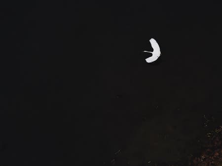 bird flying drone photography