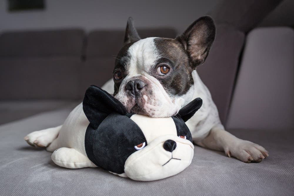Dog posing with dog stuffed toy