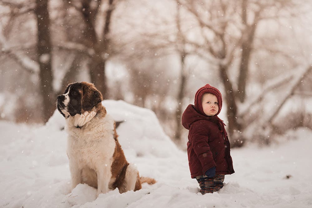 young boy wearing jacket on snowy day with saint bernard dog