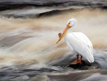 Pelican bird standing on rock