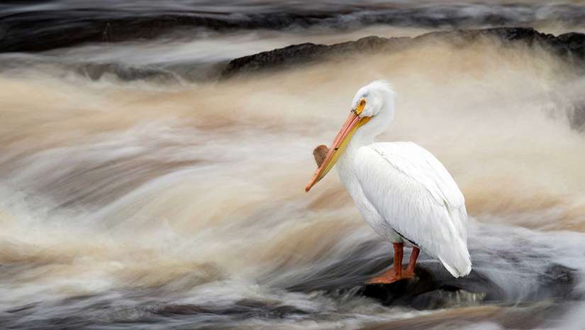 Pelican bird standing on rock