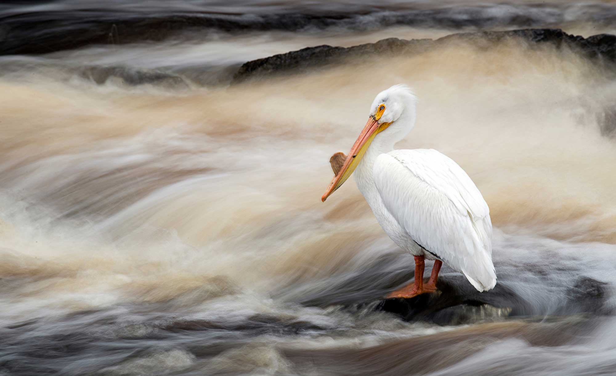Pelican bird standing on rock