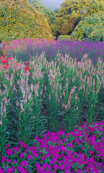 flower field in the cantigny garden in wheaton