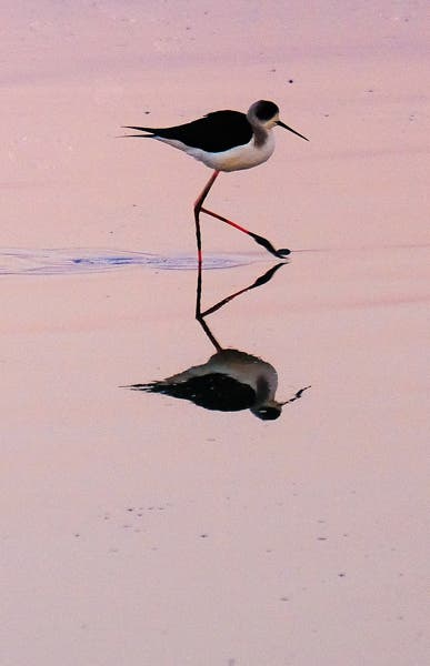 bird walking in the water with reflection bird photography