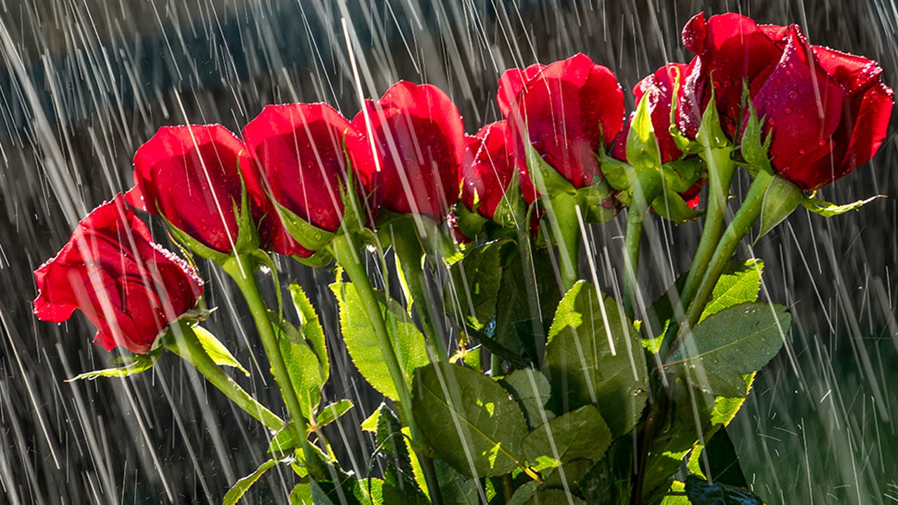 Flowers in the Rain Adorama