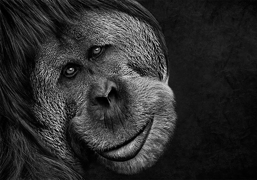 Alex Cearns