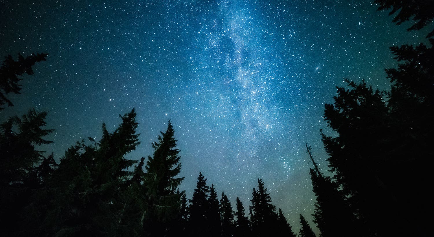 forest trees framing galaxy stars in night sky