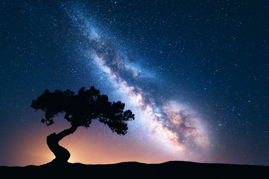 Stunning astrophotography photo of tree silhouette against galaxy