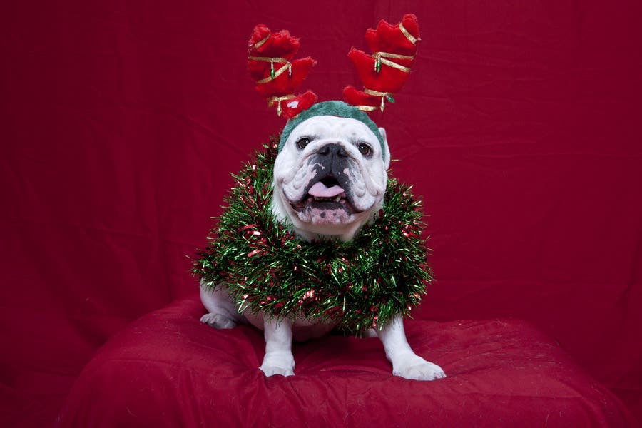 dog wearing silly costume for Christmas card