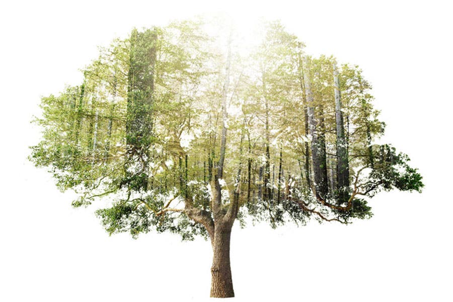 Double exposure shot of big tree and forest