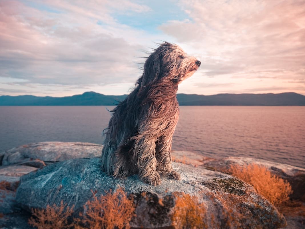 Elizabeth Gadd
