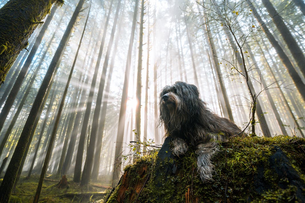 Elizabeth Gadd