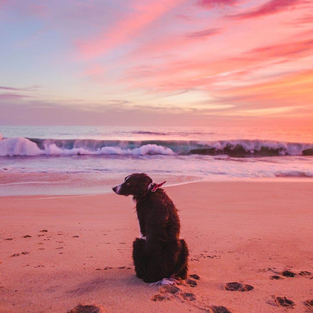 Photo by Andrew Knapp