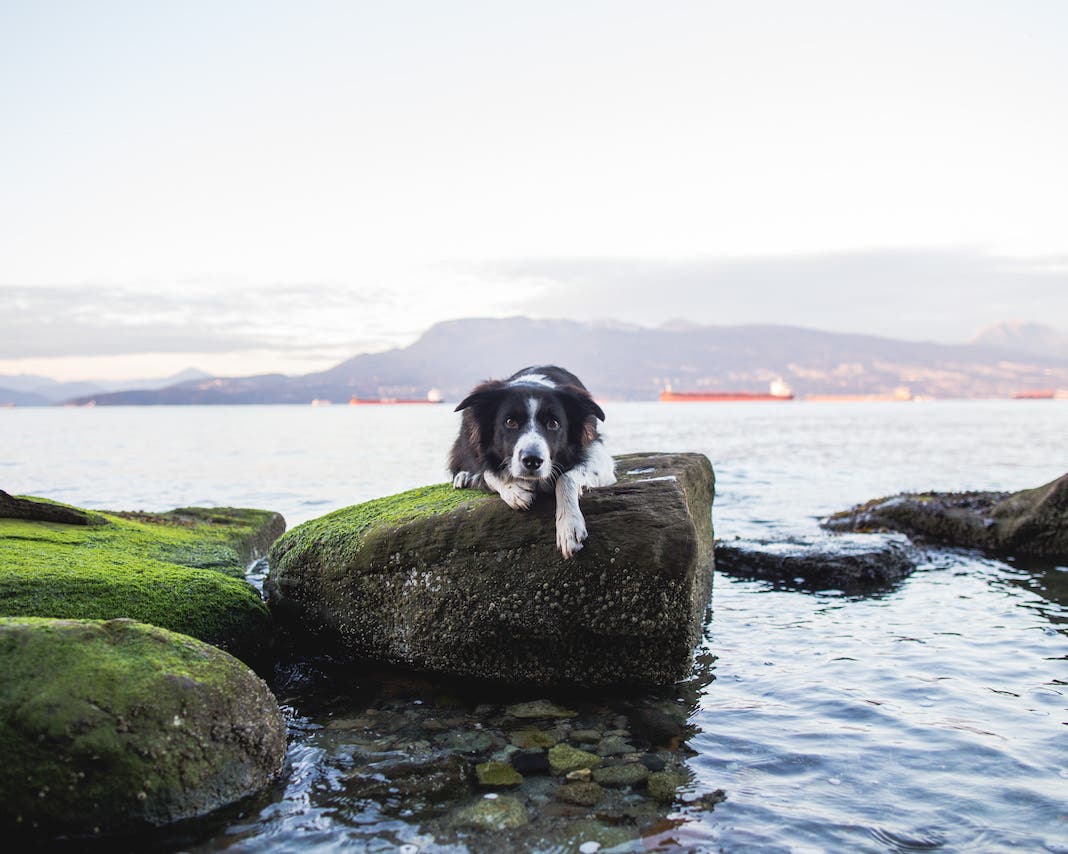 Photo by Andrew Knapp