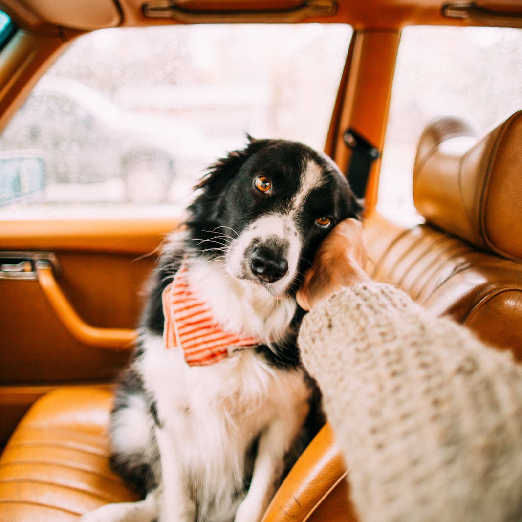 Photo by Andrew Knapp