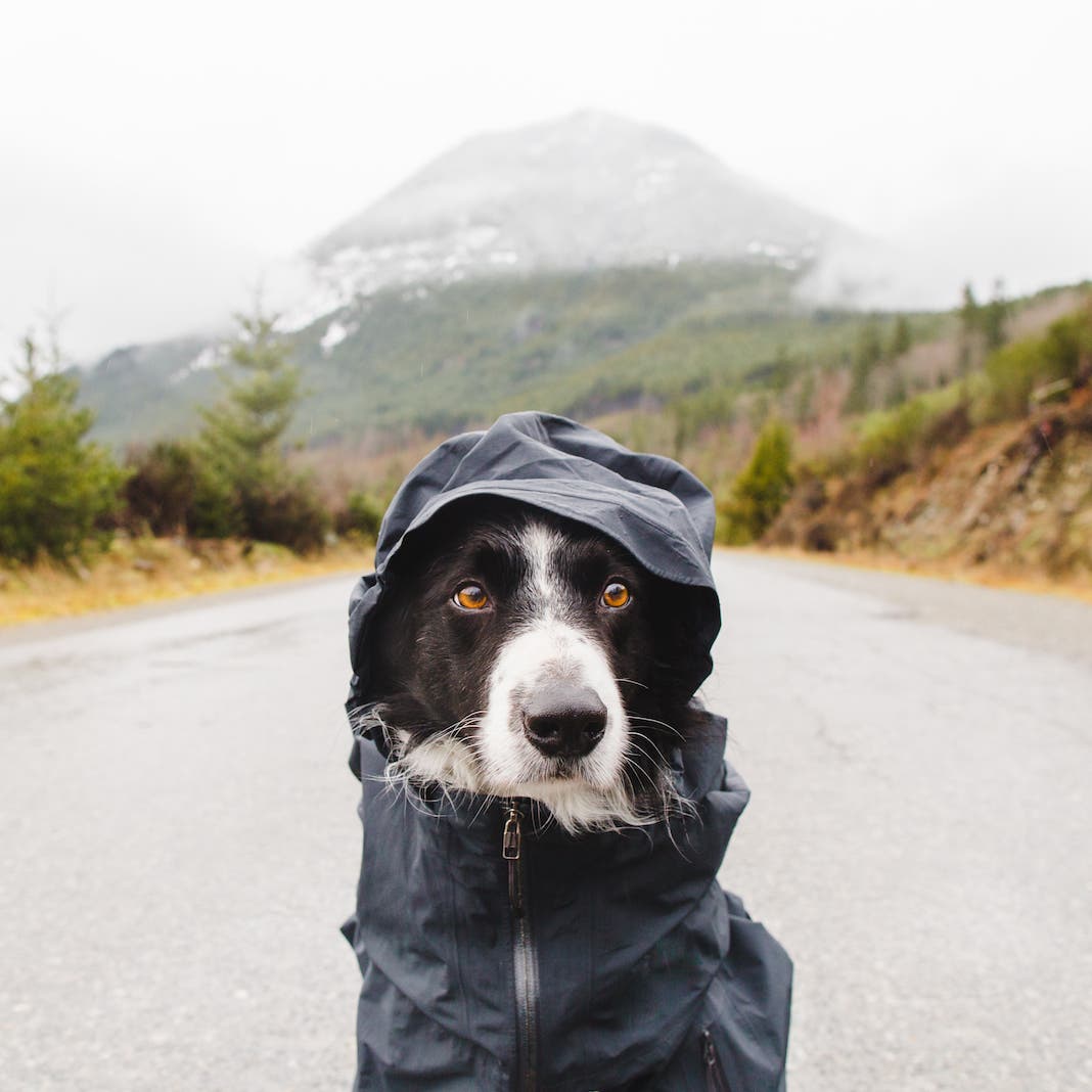 Photo by Andrew Knapp