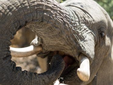 elephant on safari
