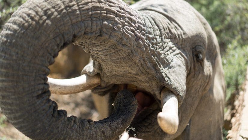 elephant on safari