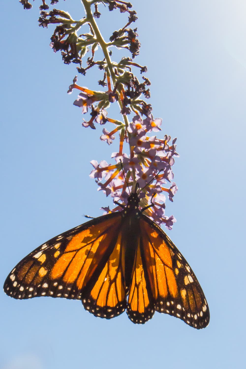 Photo by Lori Sloan