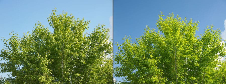 Effect of polarizing filter on photo of green tree and blue skies