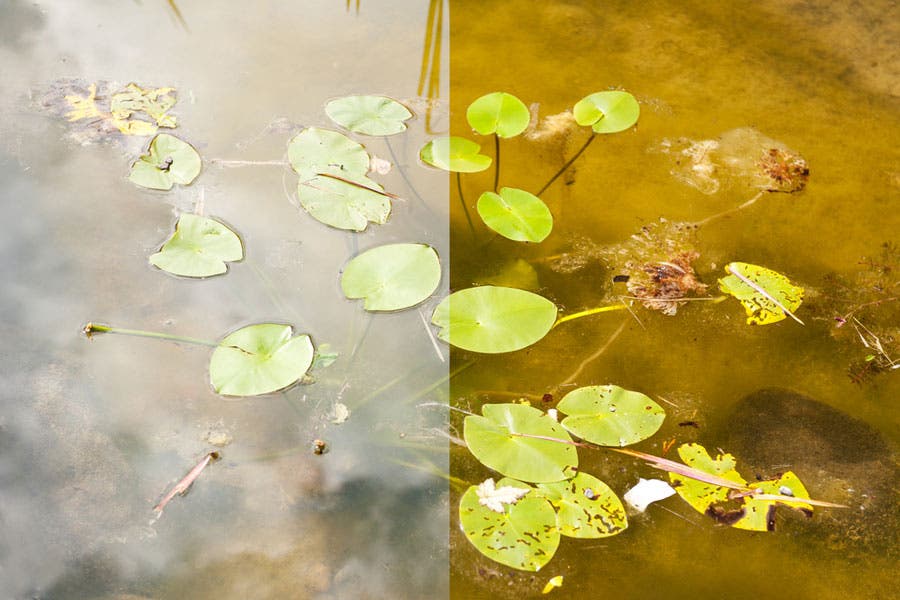 Effect of polarizing camera lens filter on image of water pond