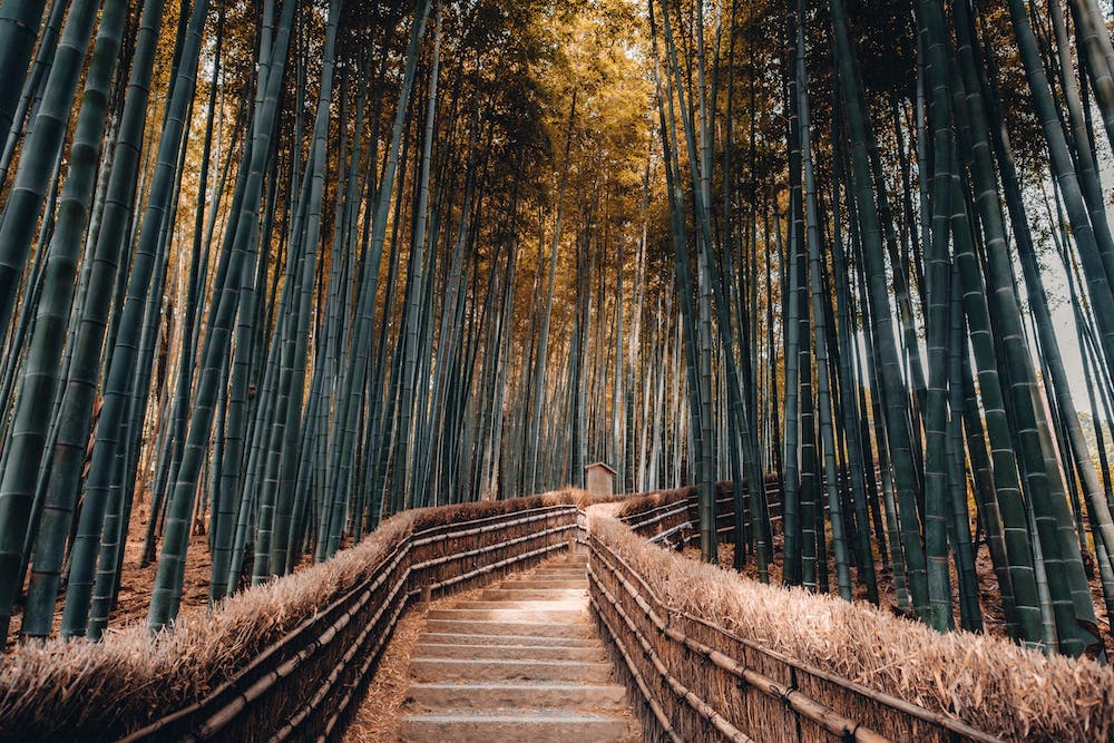 Arashiyama bamboo forest