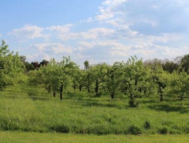 apple orchard frank walker photo