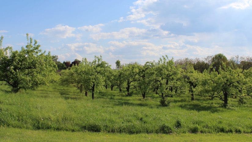 apple orchard frank walker photo