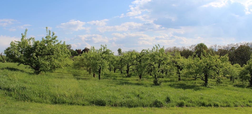 apple orchard frank walker photo