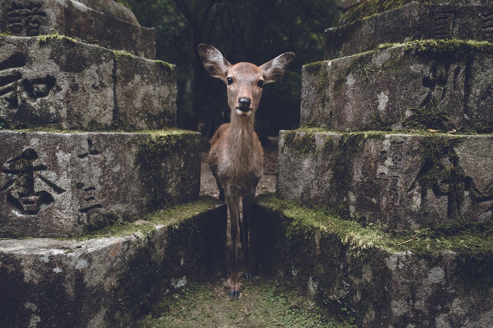 Zach Allia nature photography