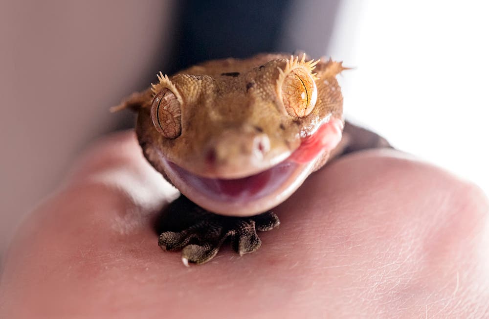 Tamara Lackey animal photography