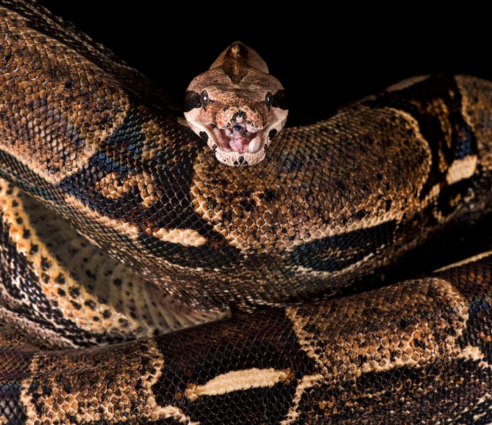 Tamara Lackey animal photography