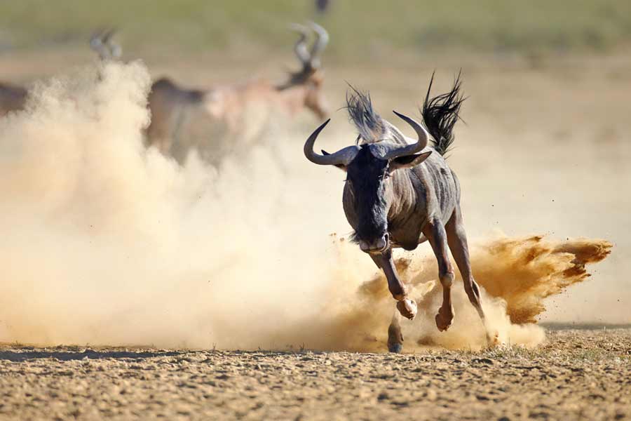 wildebeest running