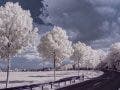 infrared landscape image of curved road with rows of white trees