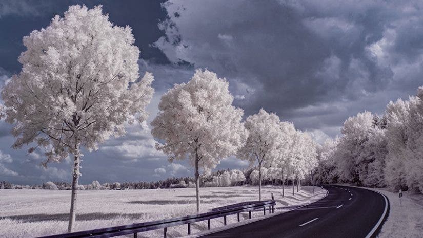 infrared landscape image of curved road with rows of white trees