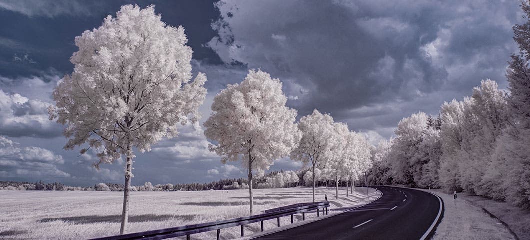 infrared landscape image of curved road with rows of white trees