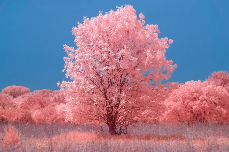 colored infrared image