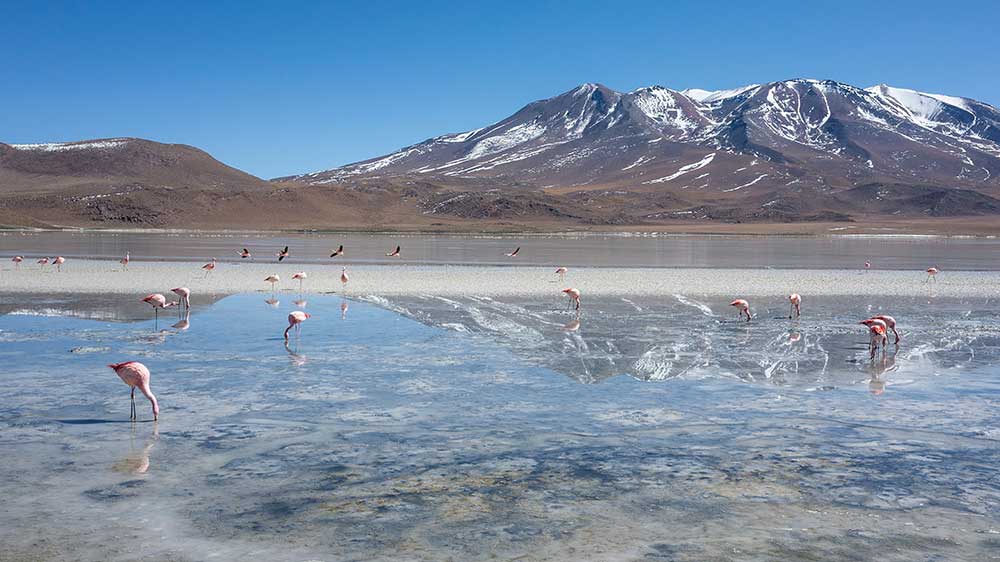 bolivia Nikita Andreev