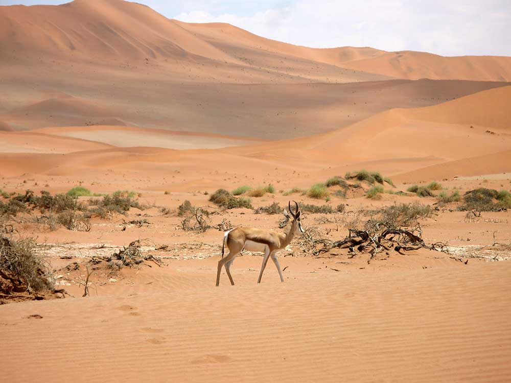 namibia Gregory Brown