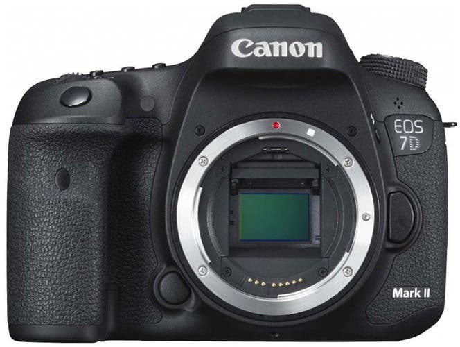 How to Choose the Best Camera for Wildlife Photography ALC